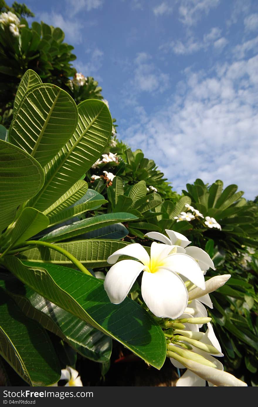 Thai flower