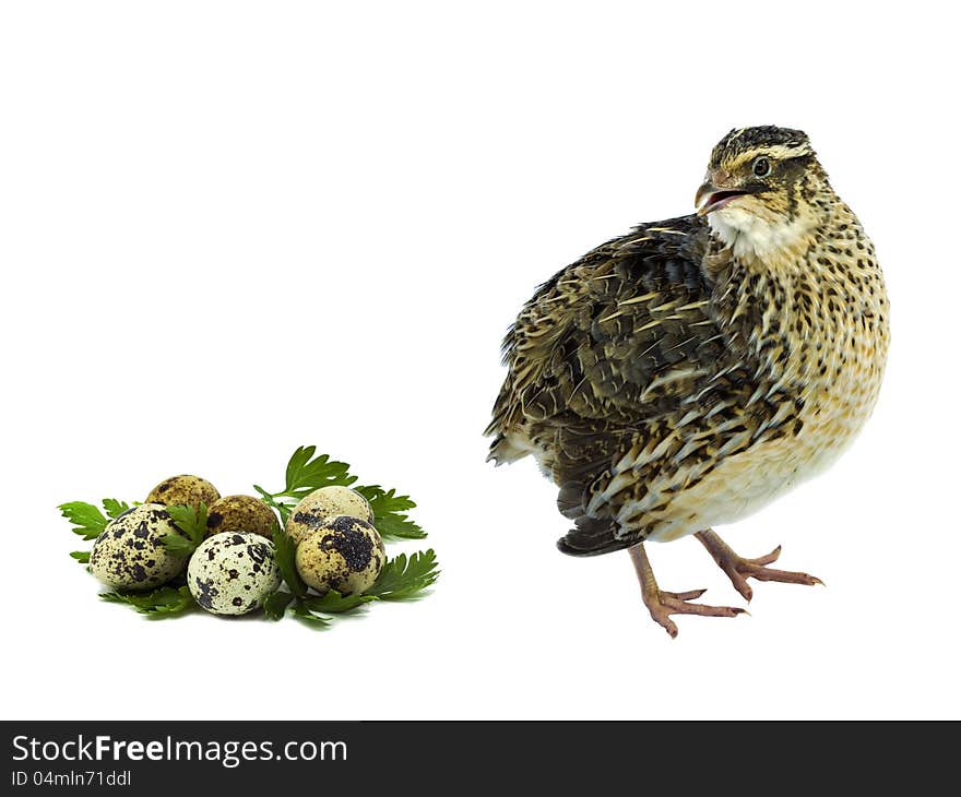 Adult female of quail with its eggs and greens. Adult female of quail with its eggs and greens