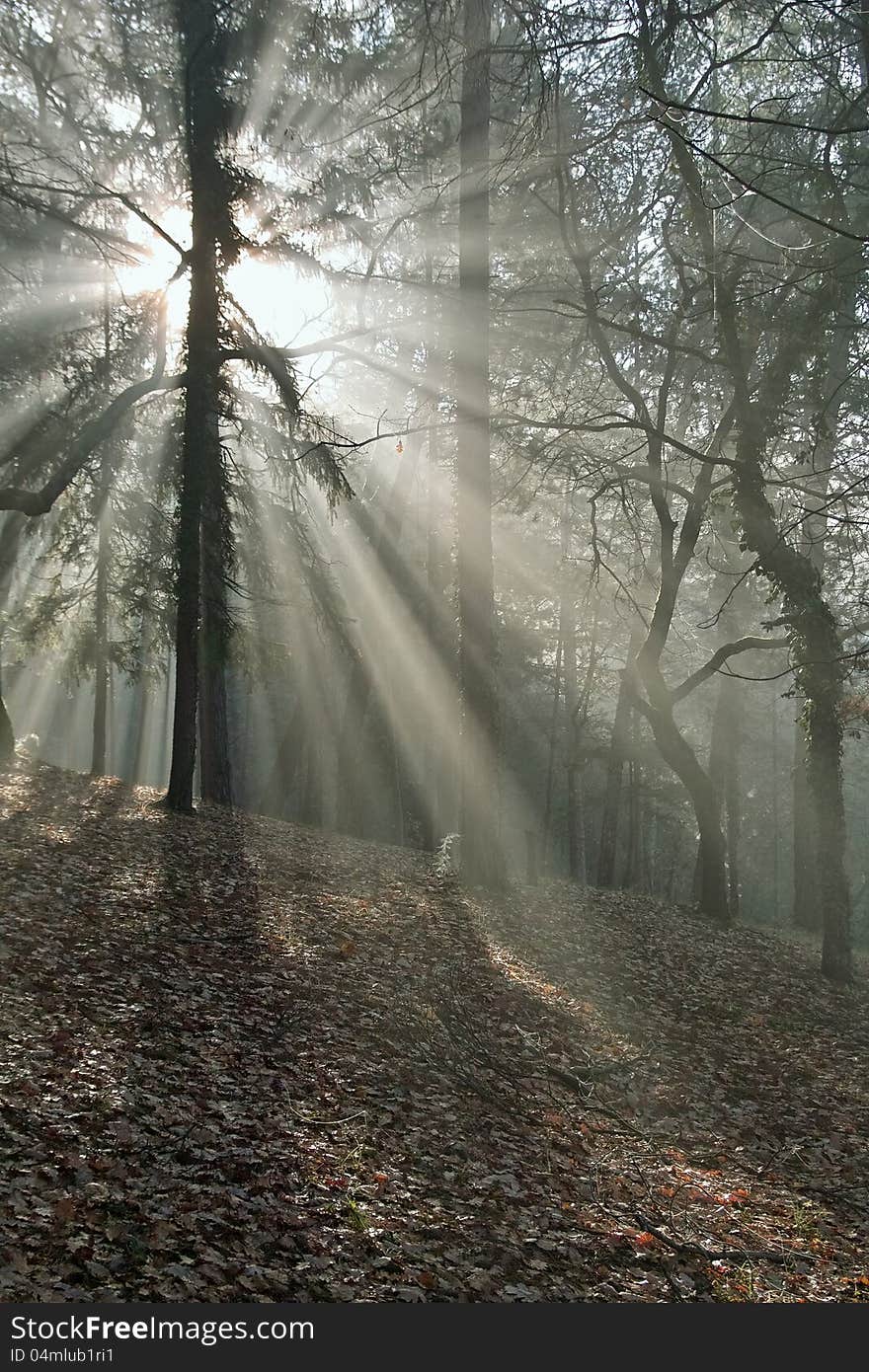 Rays of light in the wood