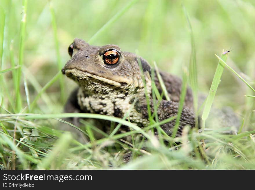 Toad