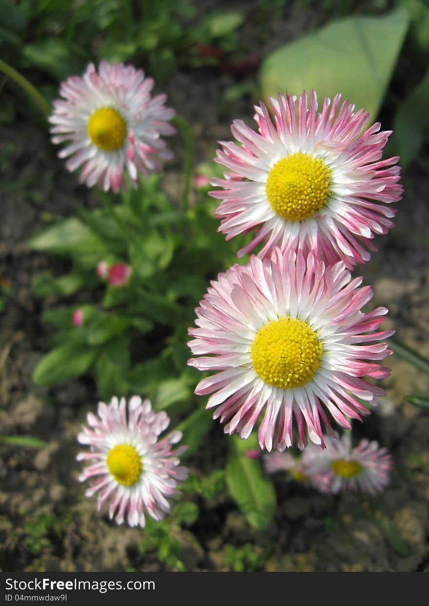 Beautiful pink flowers of a daisy