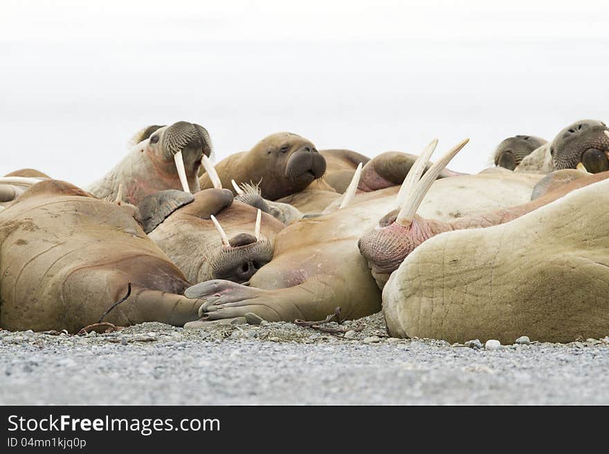 Sleeping Walruses