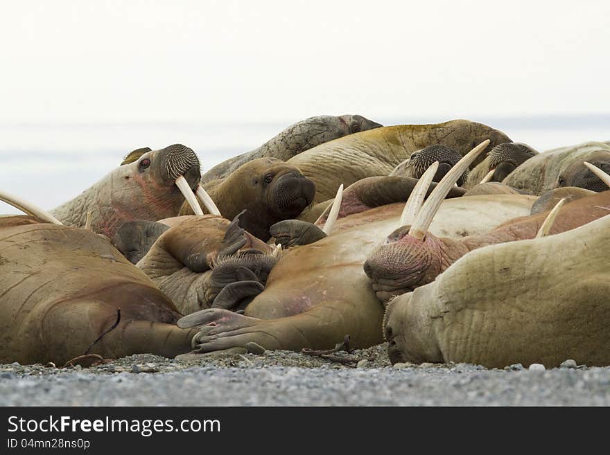 Sleeping Walruses