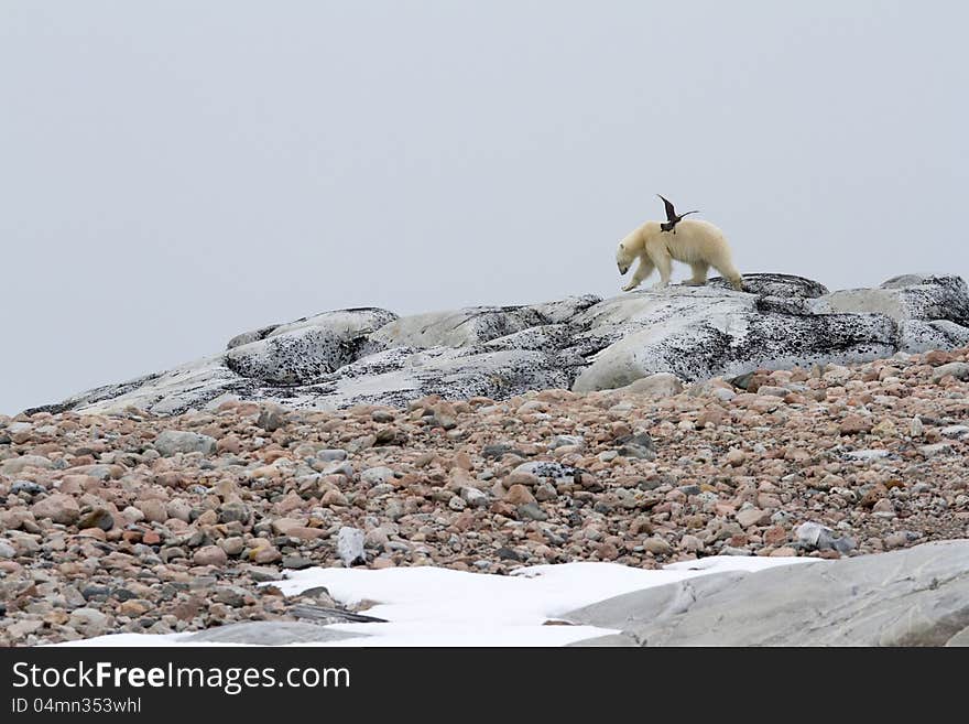 Skua and Polar Bear