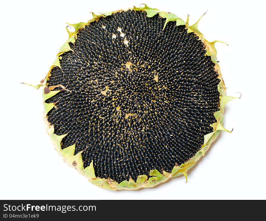 Single ripe sunflower