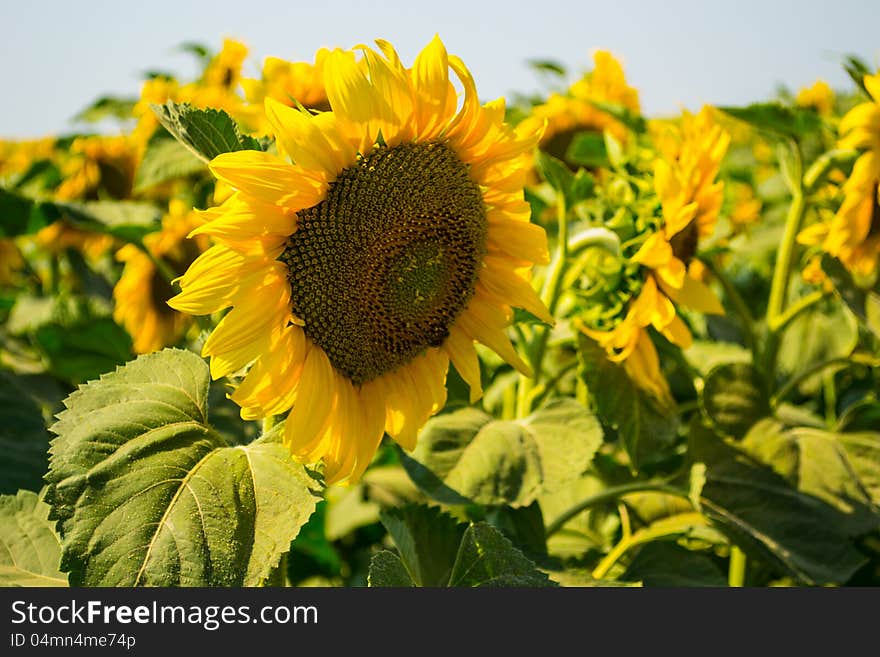 Close up sun flower in a field