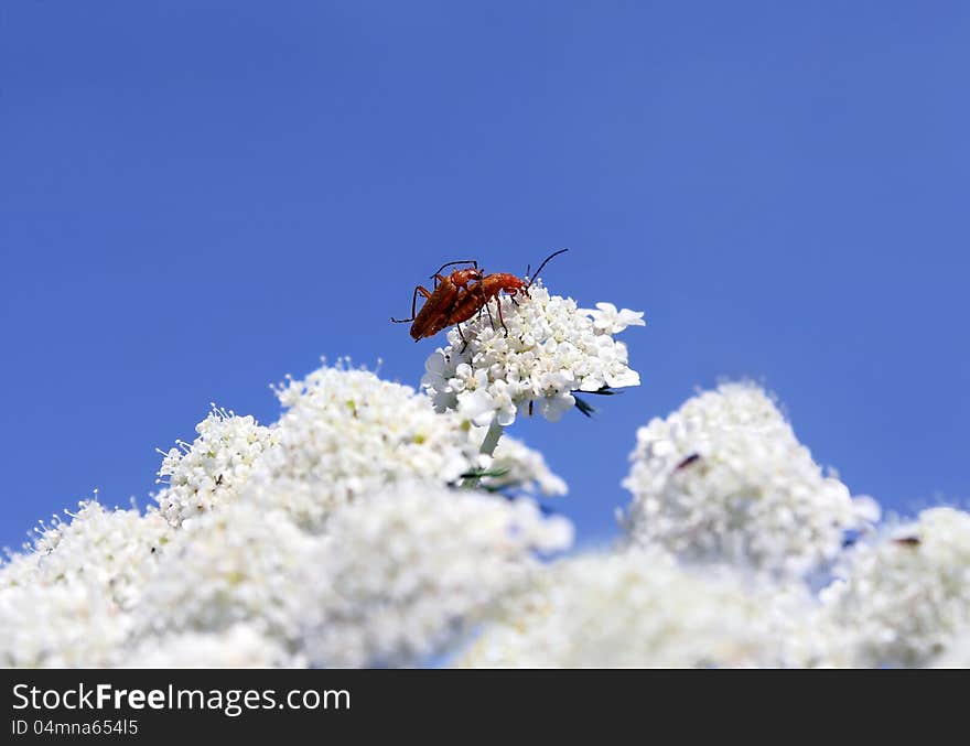 Reproduction Of Insects