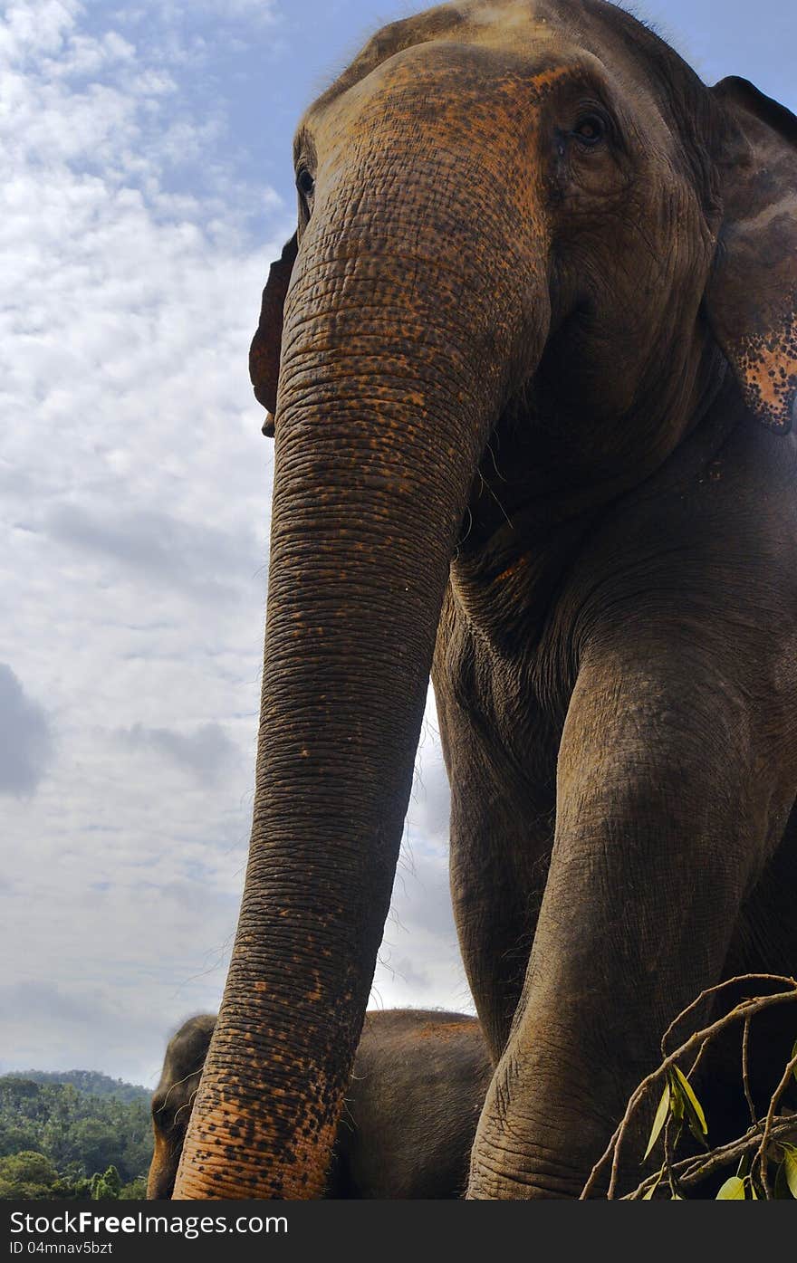 Sri Lanka, a wild elephant at a distance of 2 meters