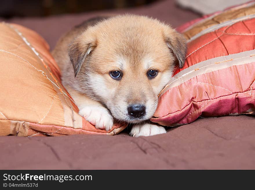 Small, yellow puppy huskies and akita on the bed. Small, yellow puppy huskies and akita on the bed