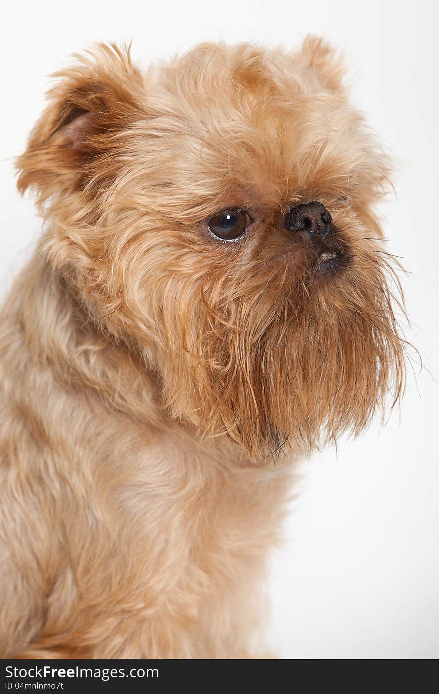 Portrait dog breed Brussels Griffon orange color. Portrait dog breed Brussels Griffon orange color