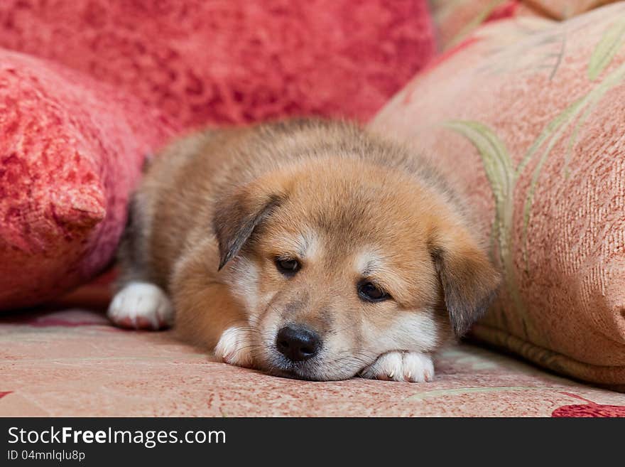 Small, yellow puppy huskies and akita on the bed