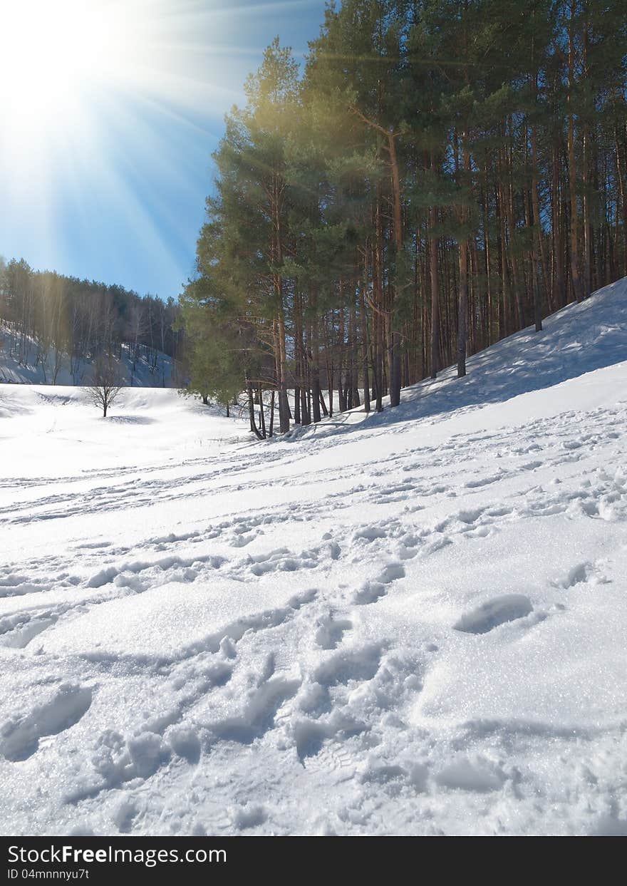 Winter landscape with snow and trees. daylight