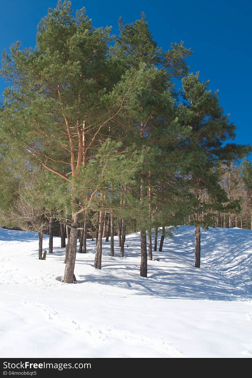 Winter landscape with snow and trees. daylight