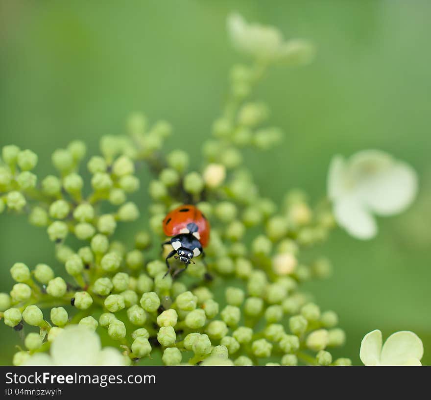 Ladybug beetle on flower over greeen closeup shallow dof