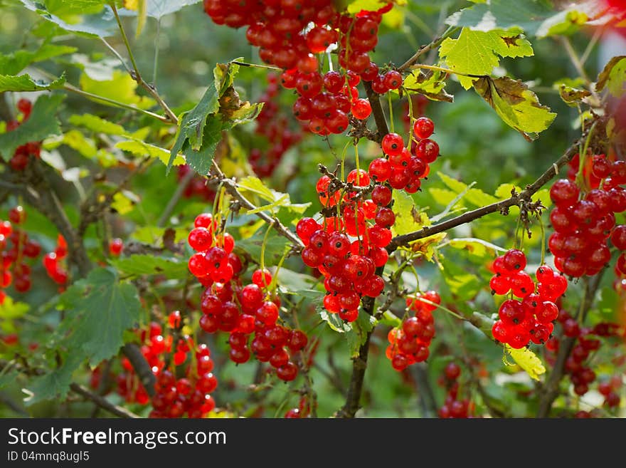 Plenty Of Ripe Redcurrant Berries