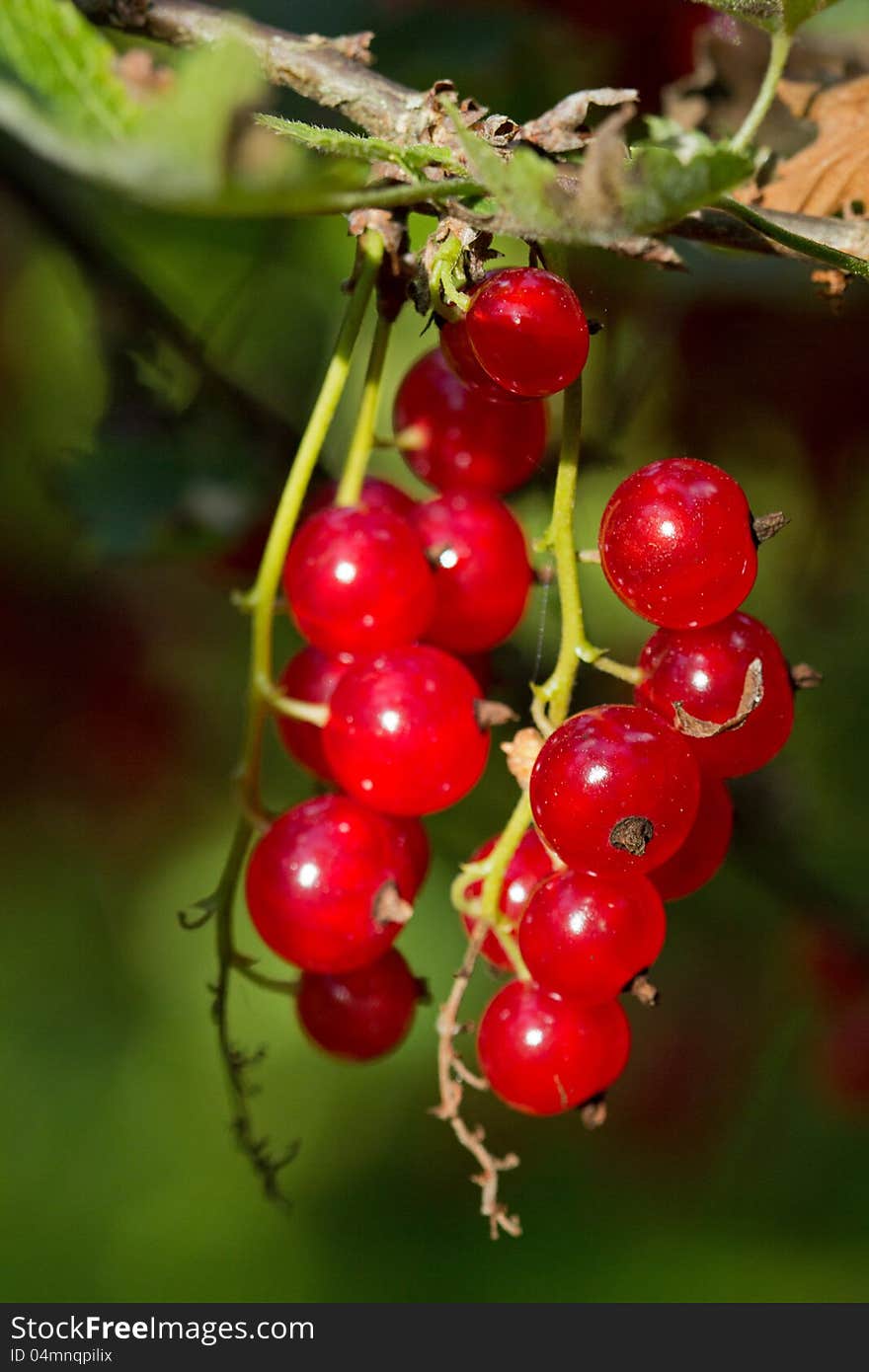 Closeup Of Ripe Redcurrant Berries