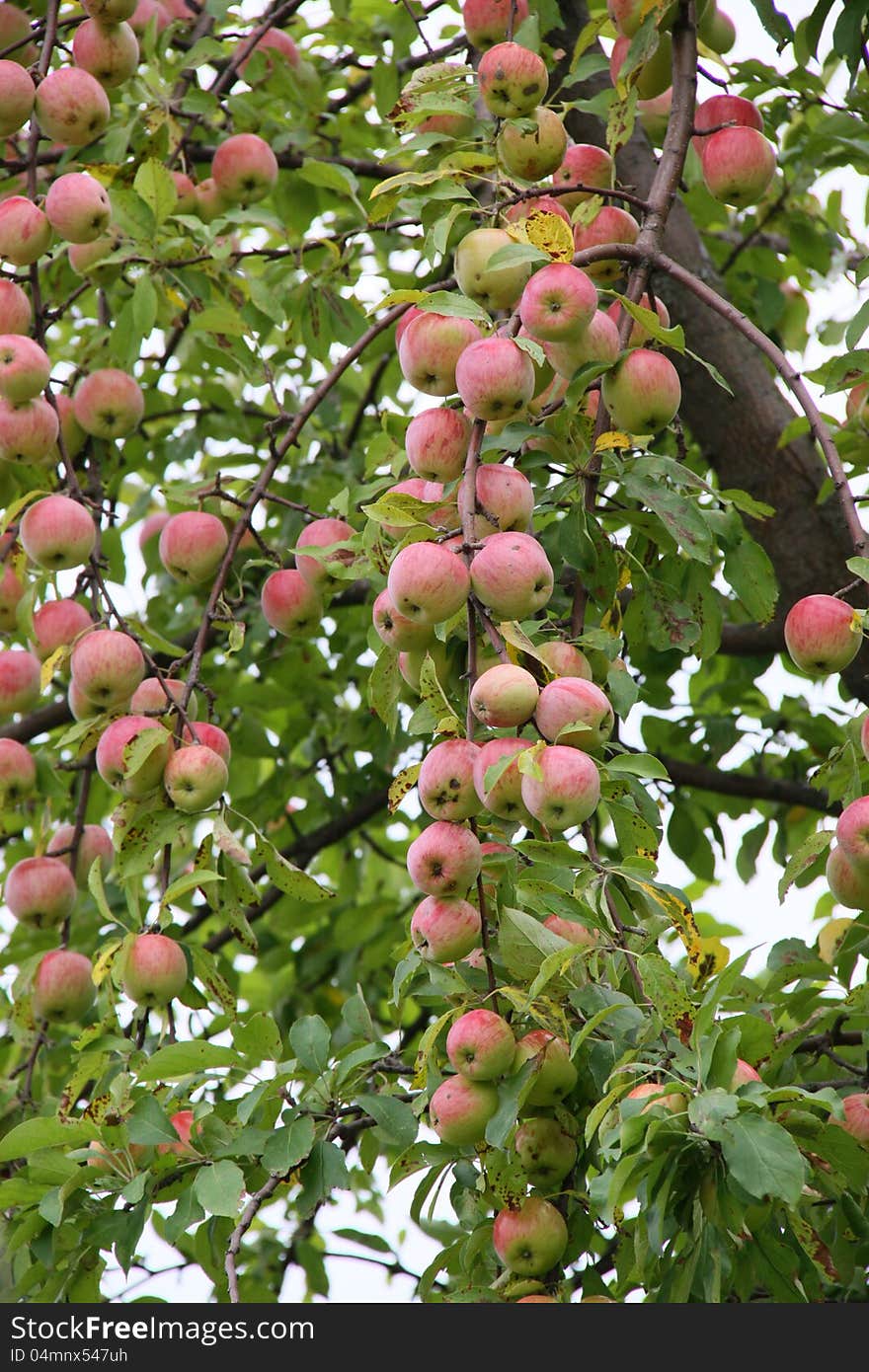 Growing of apples is in a private garden economy. Growing of apples is in a private garden economy