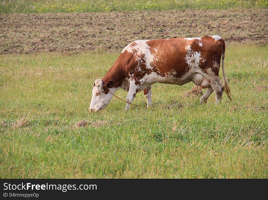 A table of contents of cattle is in a private farm. A table of contents of cattle is in a private farm