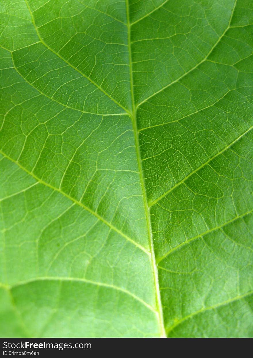 Image of green background of unusual colored leaf. Image of green background of unusual colored leaf