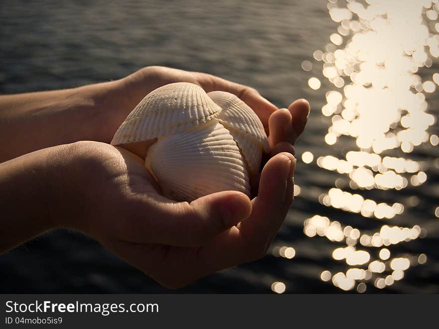 Hands holding sea shells in golden evening sunlight. Hands holding sea shells in golden evening sunlight