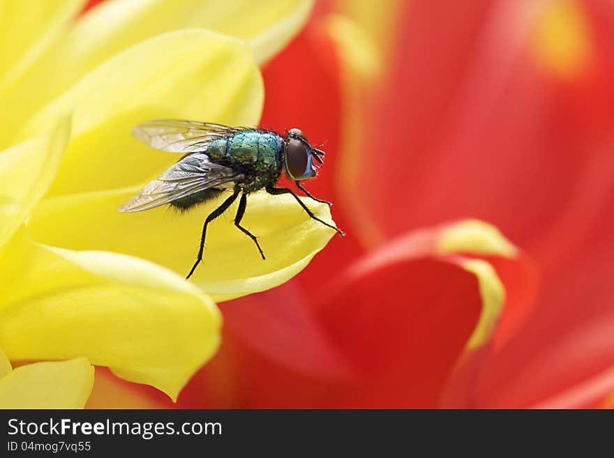 The blue bottle fly or bottlebee is a common blow-fly found in most areas of the world and can be distinguished by its bright blue metallic coloring. Blue bottle fly adults feed on nectar, while the larvae feed on carcasses of dead animals. Adults are also pollinators to some flowers with strong odor. The blue bottle fly or bottlebee is a common blow-fly found in most areas of the world and can be distinguished by its bright blue metallic coloring. Blue bottle fly adults feed on nectar, while the larvae feed on carcasses of dead animals. Adults are also pollinators to some flowers with strong odor.