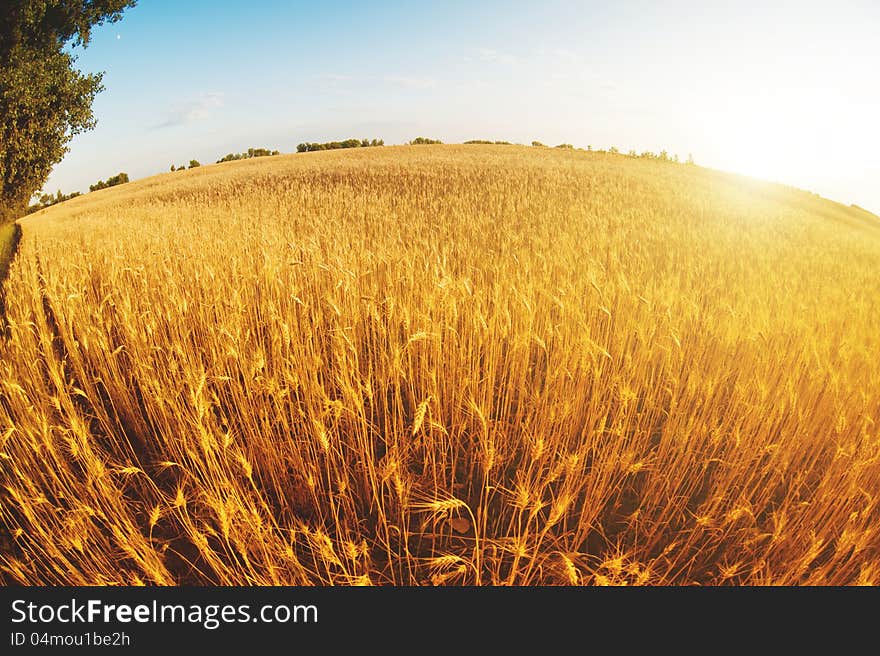 Sunset In A Wheat Field