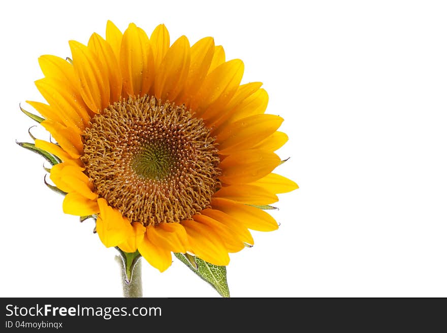 Sunflower with dew