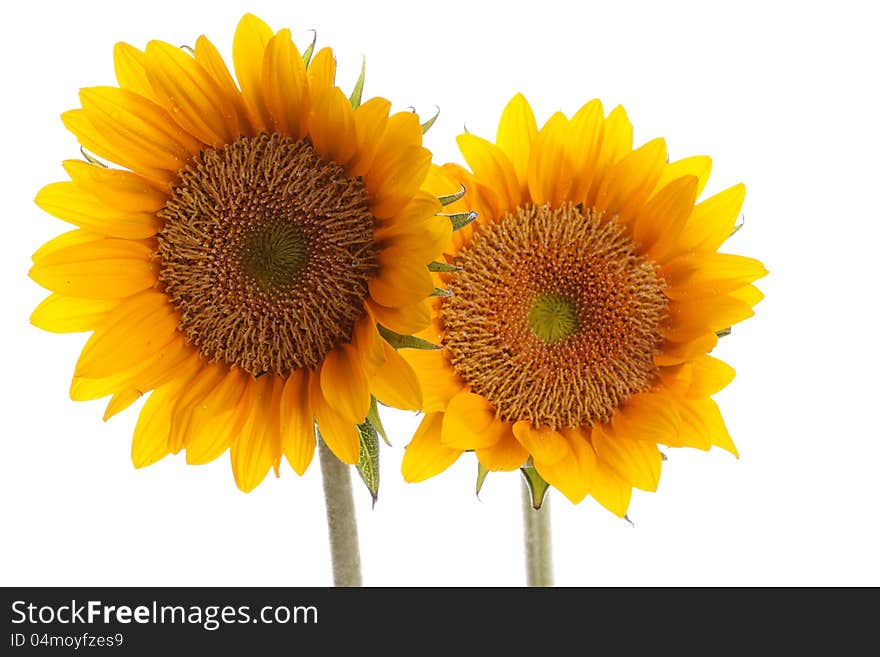 Sunflower With Dew