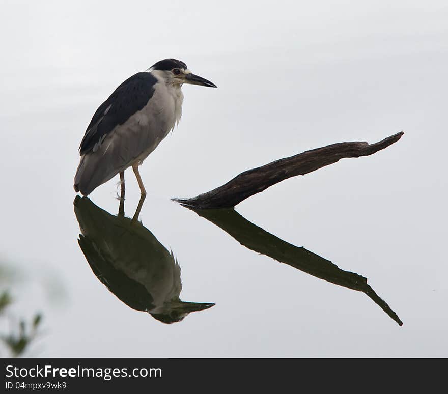 Black-crowned Night-heron (Nycticorax nycticorax hoactli). lake off of Chesapeake Bay, Virginia Beach, Va. Early morning light, cloudy, very still water.