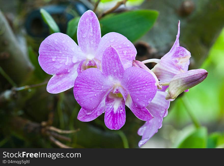 Beautiful purple orchid