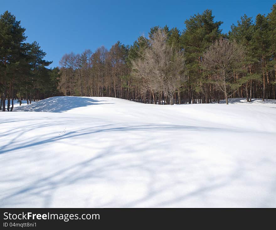 Winter landscape with snow and trees. daylight