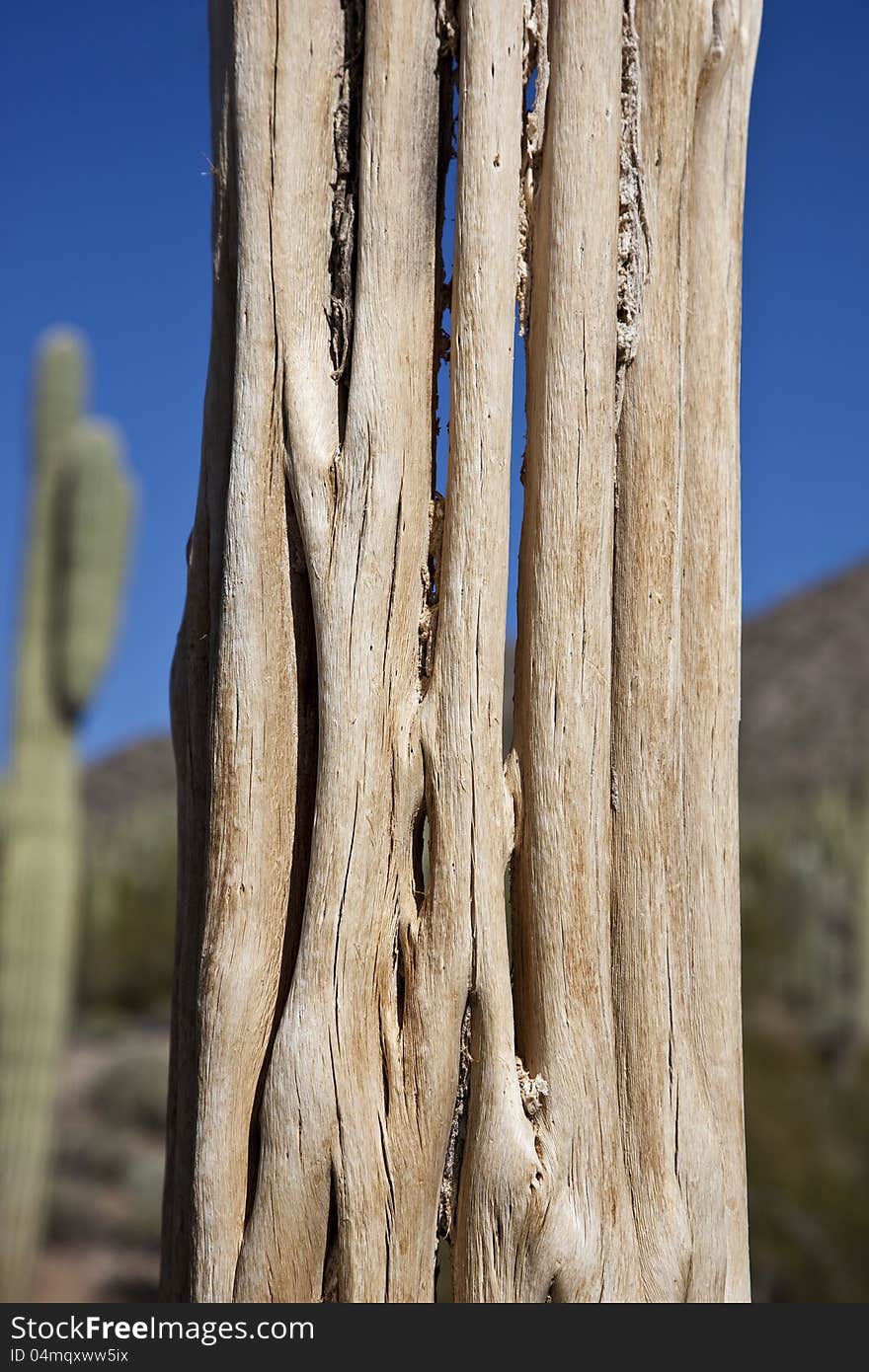 Closeup of Saguaro Cactus Skeleton