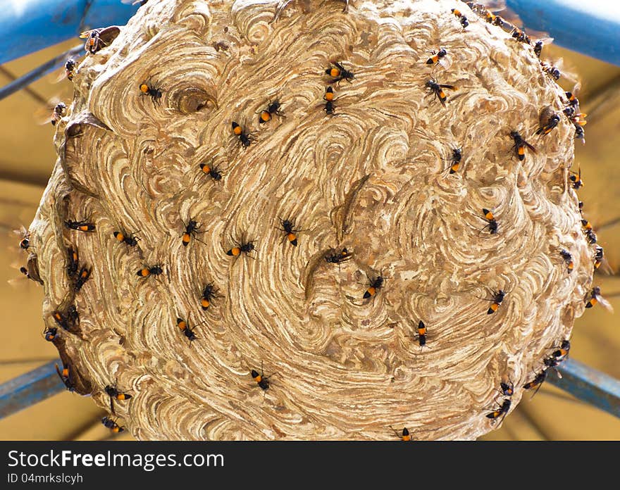 Nests Wasps colony.