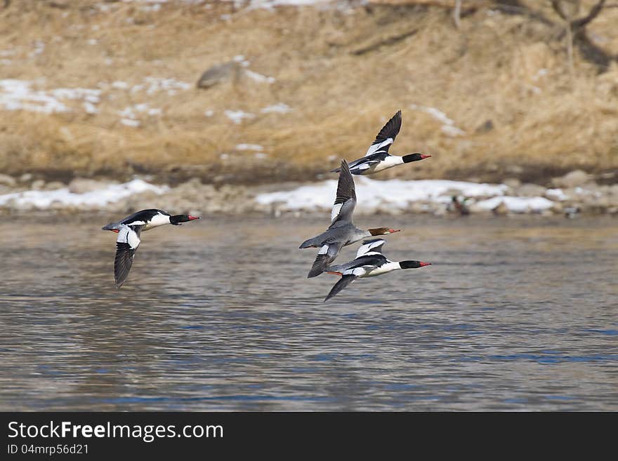 Flcok of adult Common Mergansers