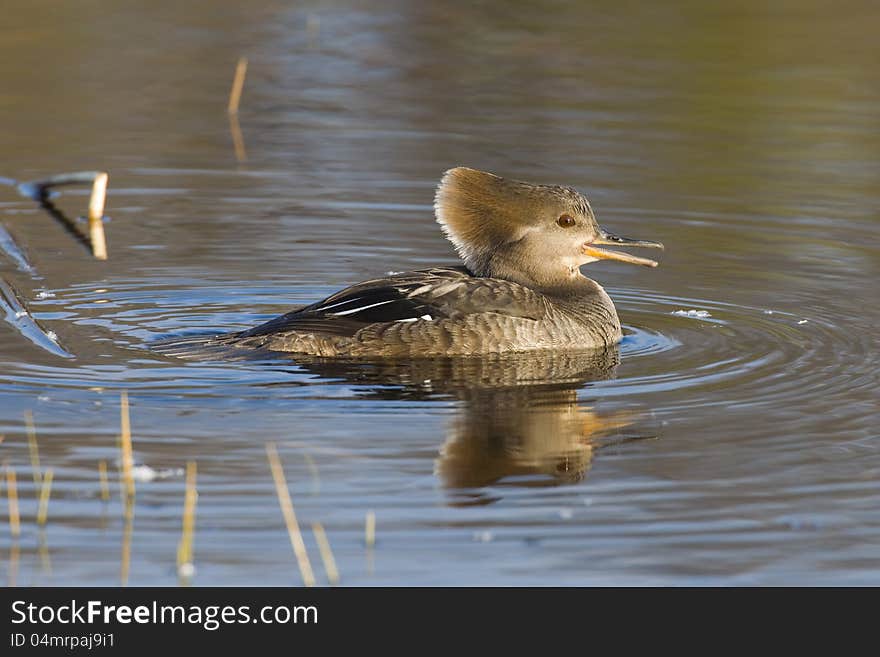 Merganser female with bill open