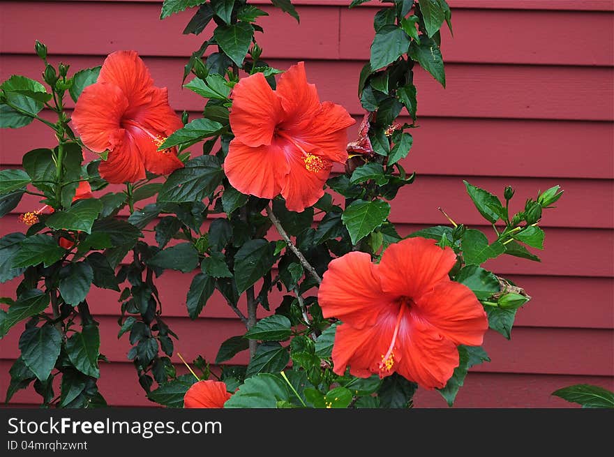 Three red flowers with a red background. Three red flowers with a red background