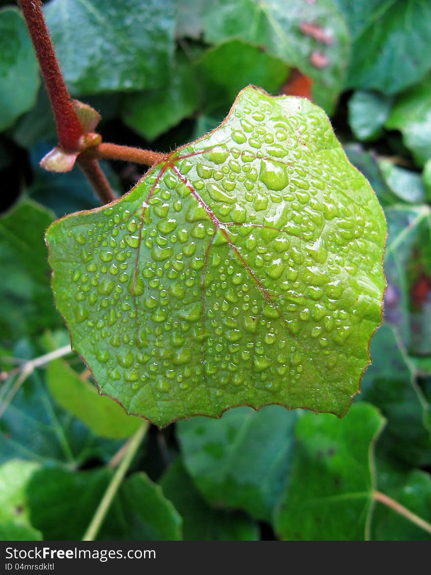 Green leaf of an ivy in water droplets