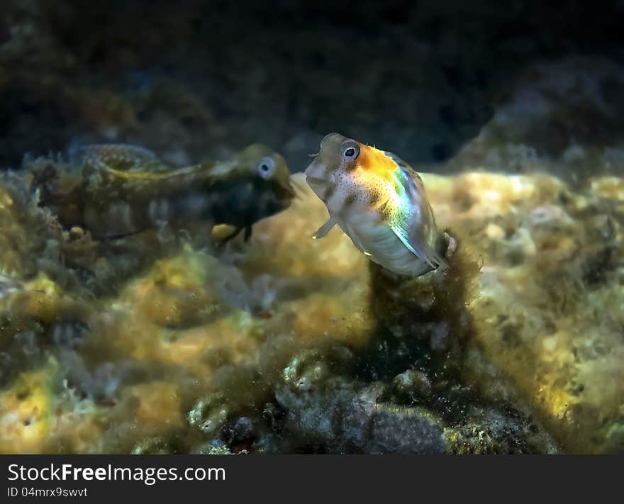 Small Fish From The Family Blennidae