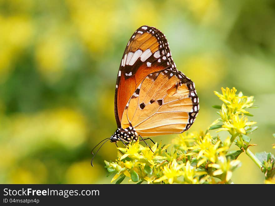 The lateral close-up of a beautiful butterfly. Scientific name: Danaus chrysippus