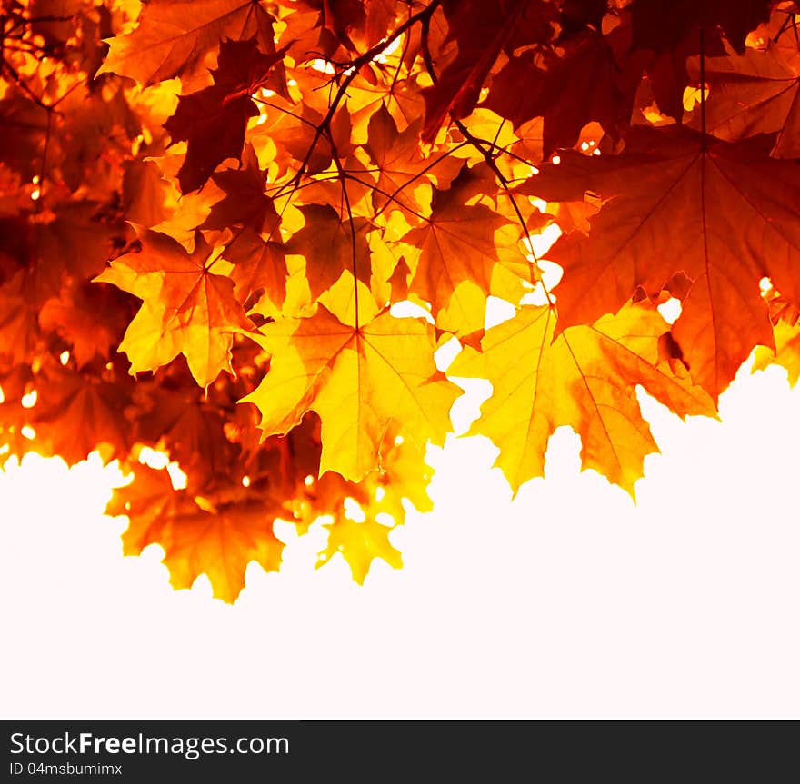 Maple leaves glowing in the sun, autumn