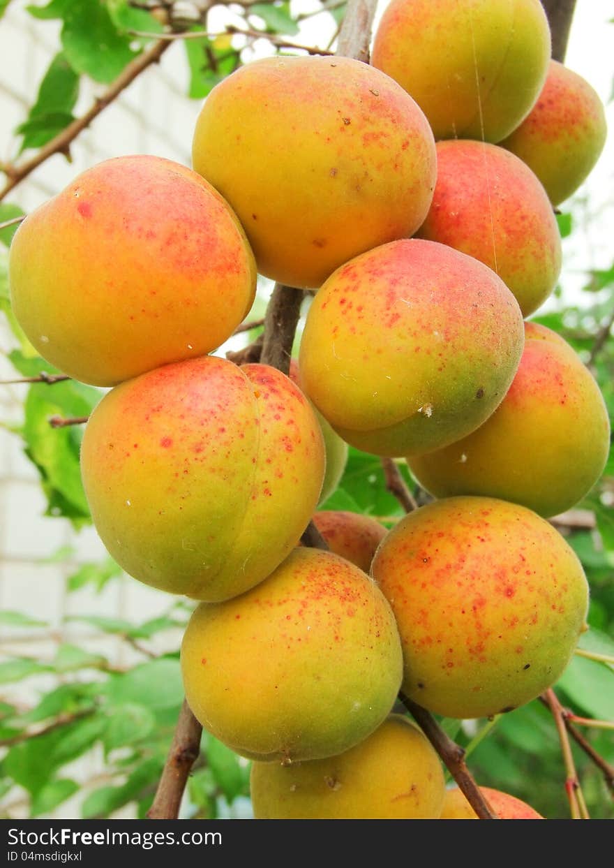 Ripe apricots