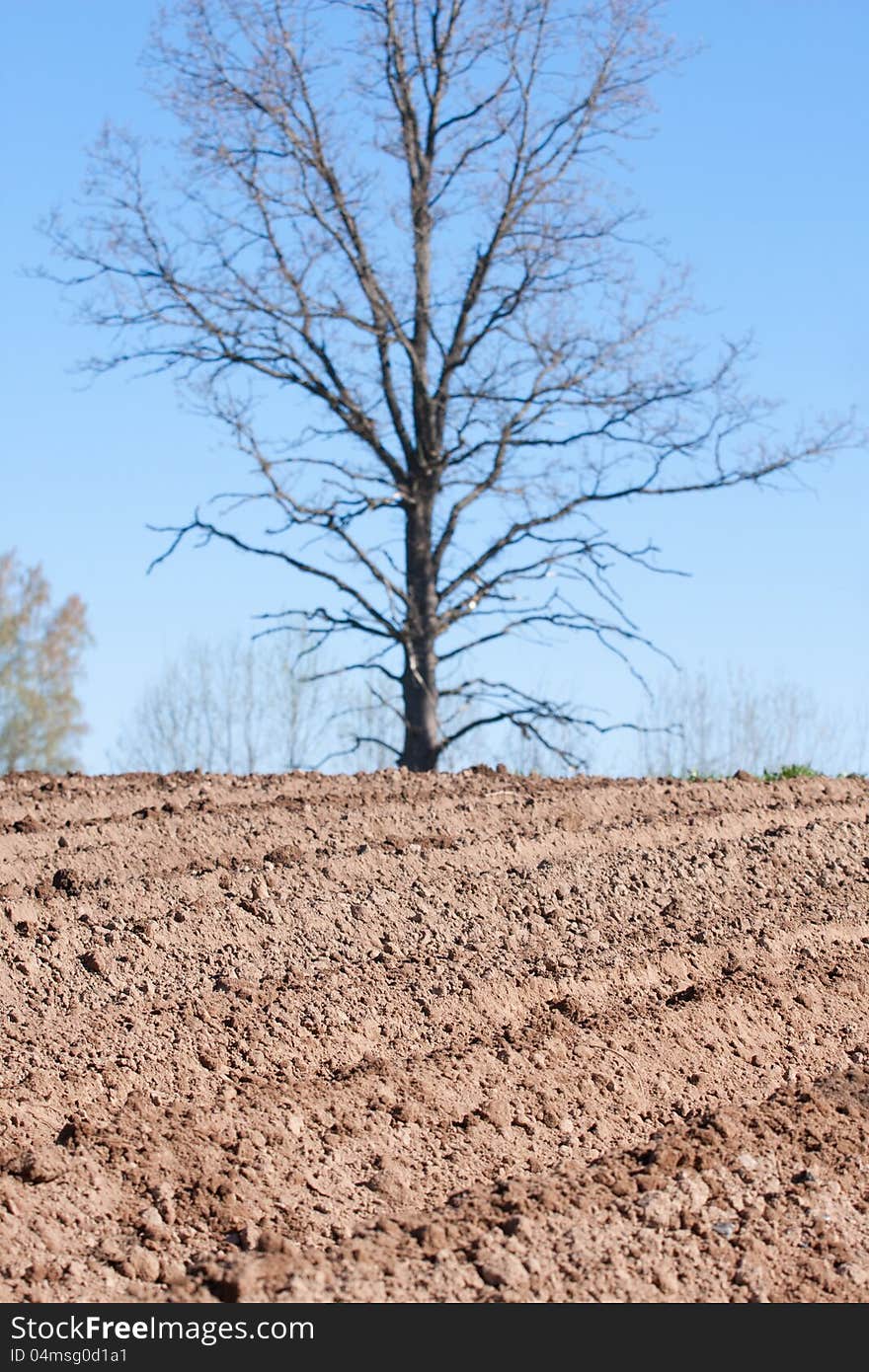 Plowed field and tree