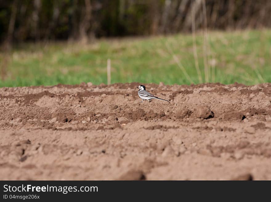 White Wagtail Bird