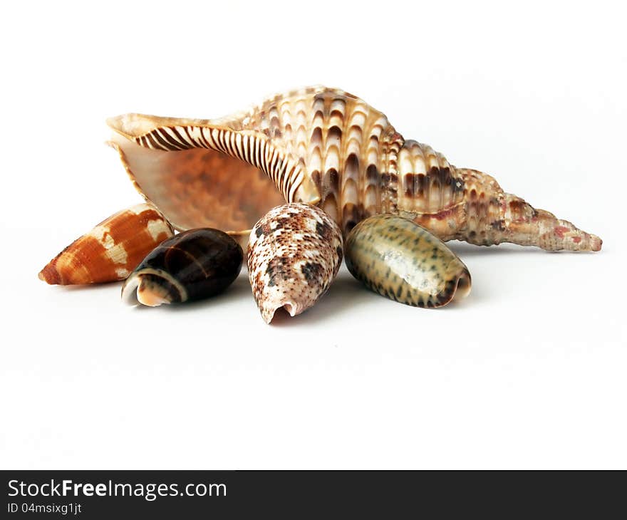 Shell isolated on white background. Shell isolated on white background