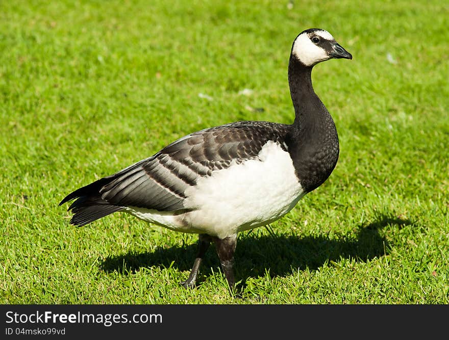 Goose