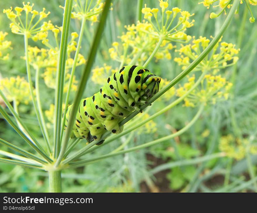 Machaon caterpillar