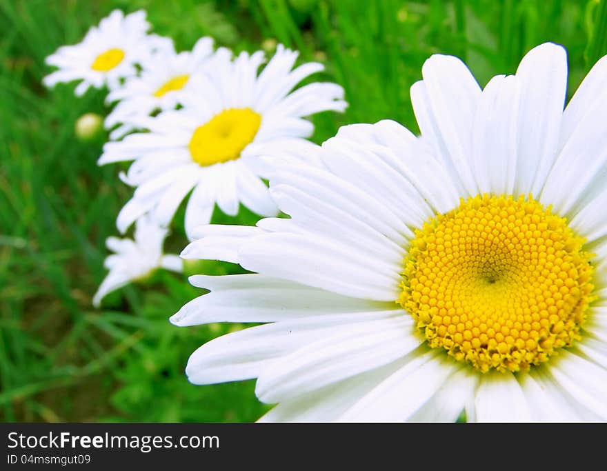 White daisies growing in number