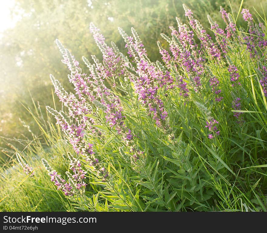 Beautiful Meadow Flower