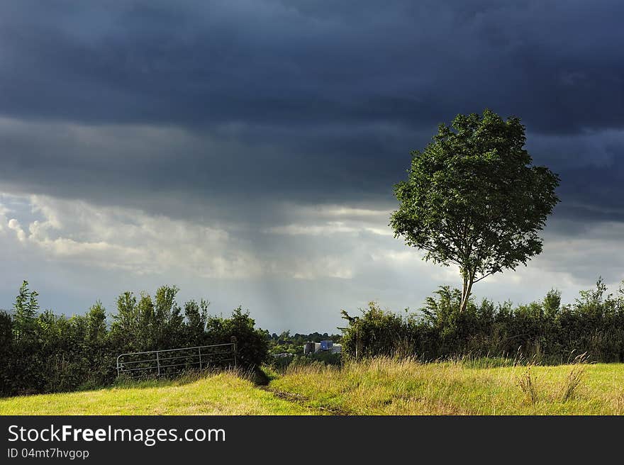 Lonely tree a sullen sky. Lonely tree a sullen sky