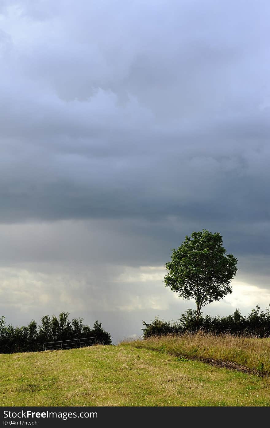 Lonely tree a sullen sky. Lonely tree a sullen sky